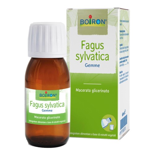 FAGUS SYLVATICA BOI MG 60ML BO